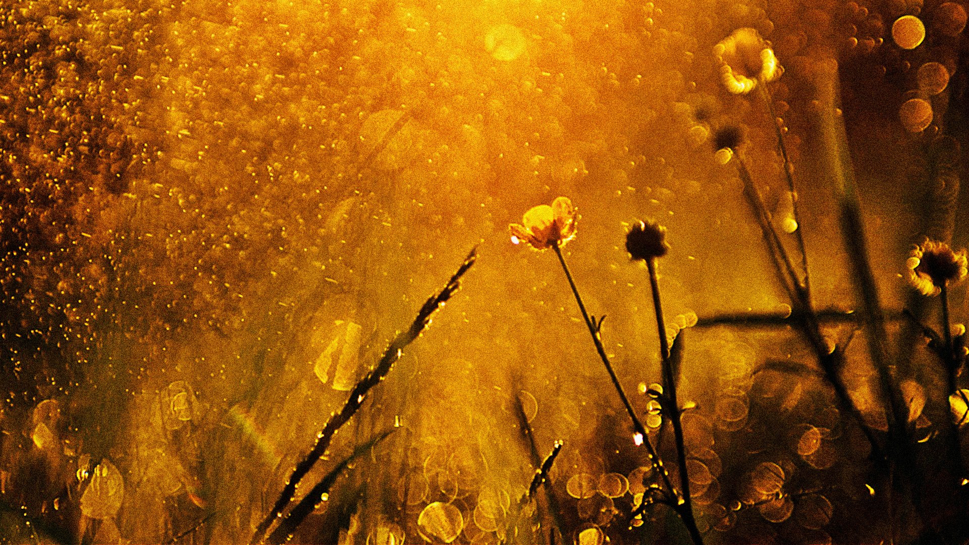 A scenic HD wallpaper capturing sunlight filtering through a field, highlighting delicate flowers amidst a warm, golden backdrop, evoking feelings of love and connection with nature.