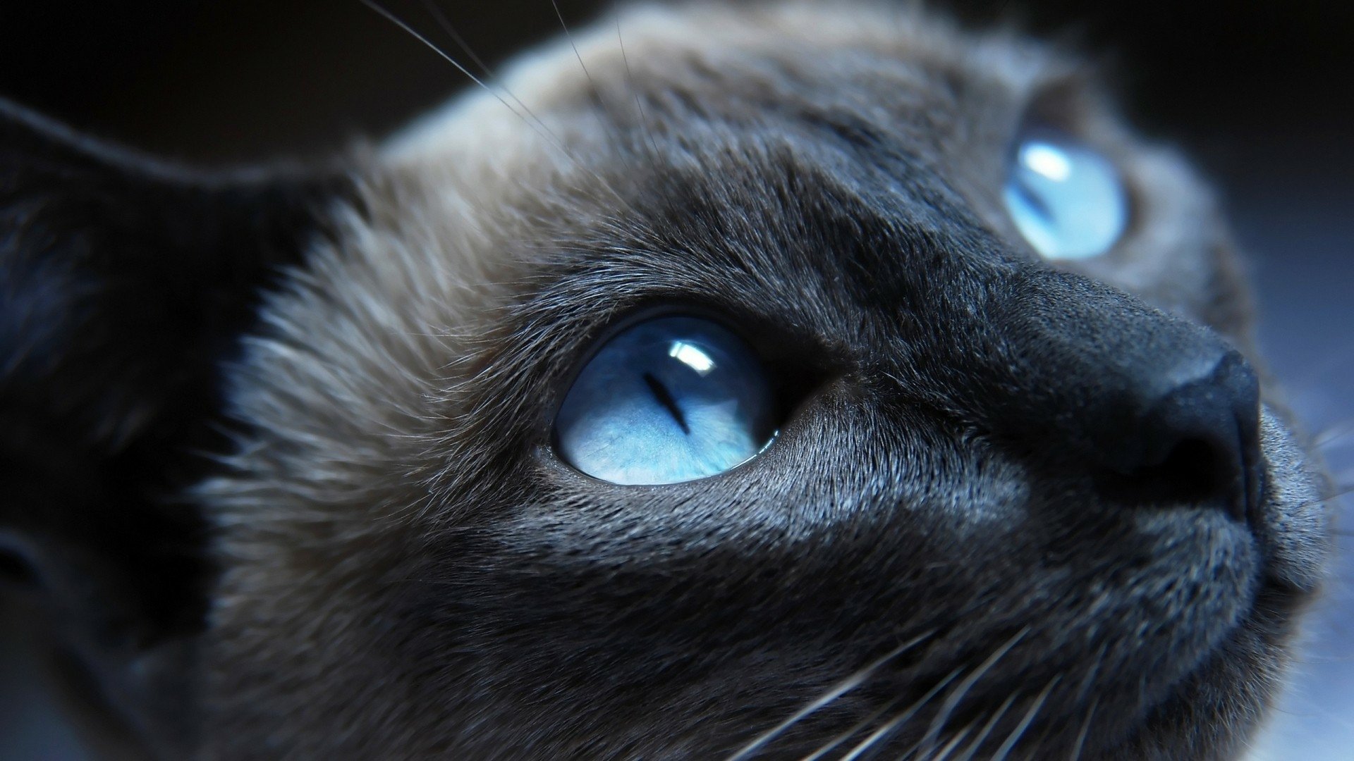 Mesmerizing Cat Eyes: HD Wallpaper | 1920x1080 | Wallpaper Abyss