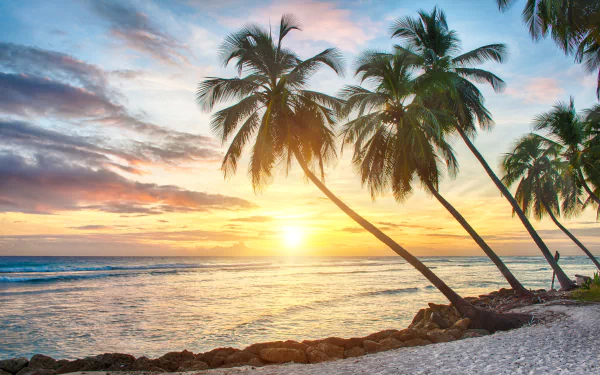  Tropical paradise