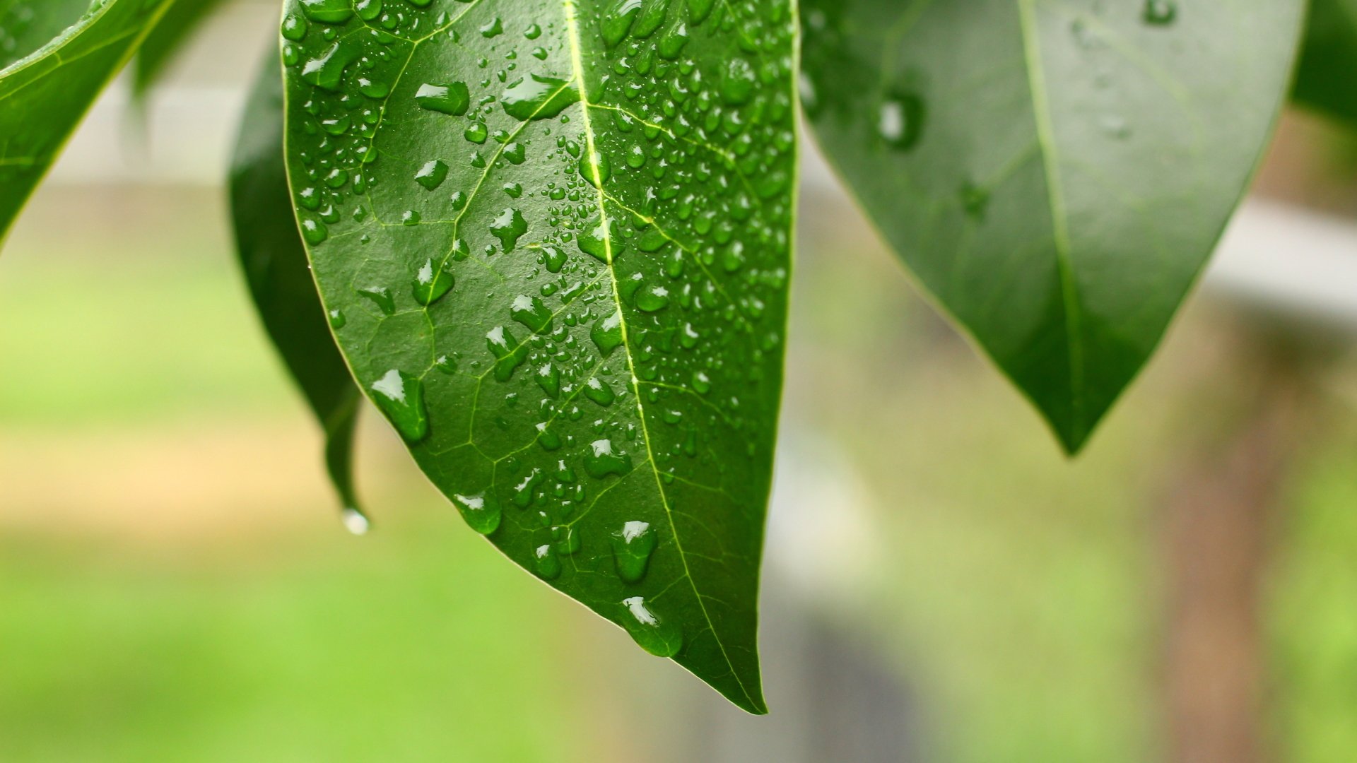 Download Nature Water Drop HD Wallpaper by Zachary