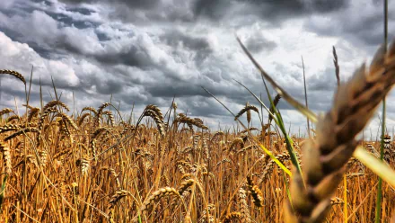 cloud crops field nature wheat HD Desktop Wallpaper | Background Image