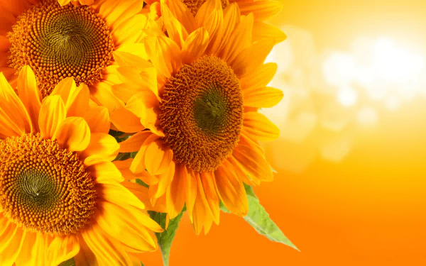 Vibrant sunflowers bathed in warm sunlight against a bright orange background, captured in stunning 8K Ultra HD for a vivid nature-themed PC desktop wallpaper.
