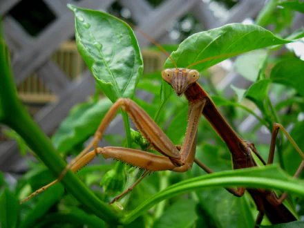 Animal praying mantis HD Desktop Wallpaper | Background Image