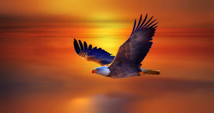 A bald eagle soaring gracefully over a vividly colored sunset, captured in a high-definition wallpaper.