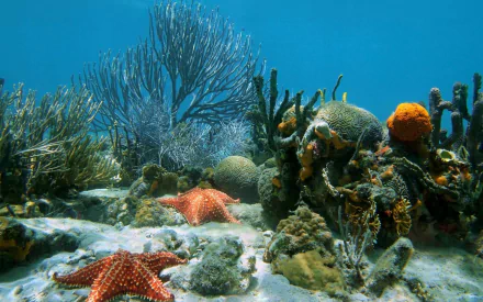 sea bed Animal starfish HD Desktop Wallpaper | Background Image