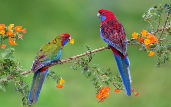Animal Rosella Birds Parrots Parrot Blossom Crimson Rosella Spring HD Wallpaper | Background Image