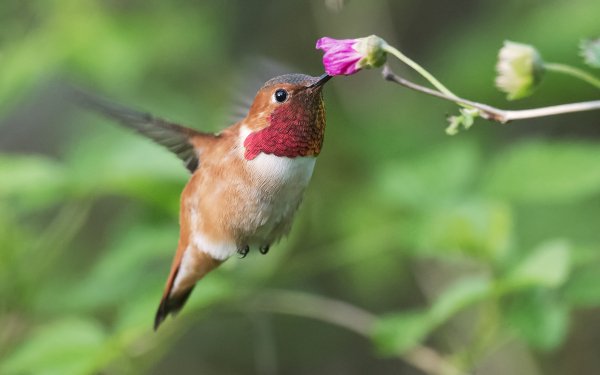 Animal Hummingbird Birds Hummingbirds Flower HD Wallpaper | Background Image