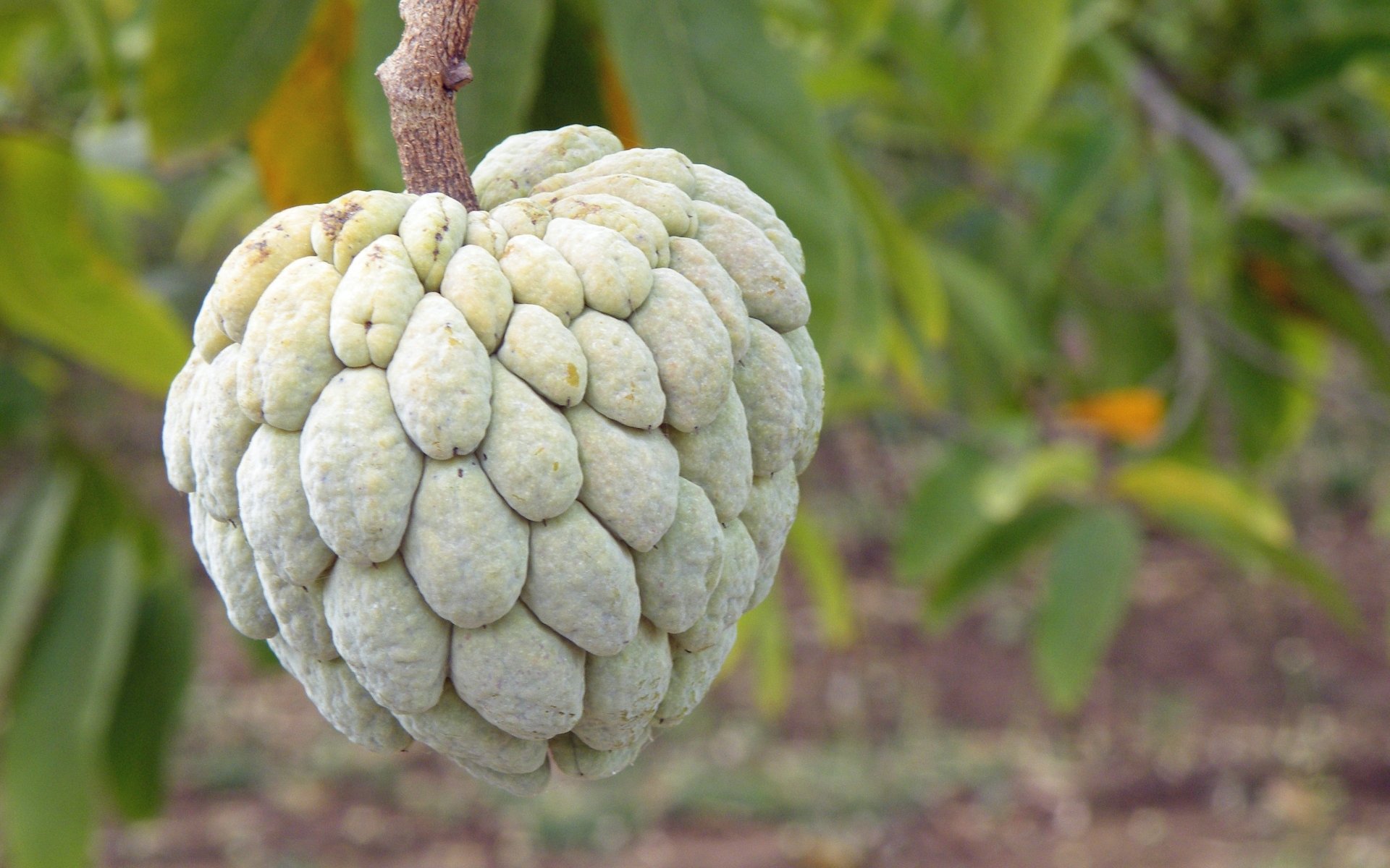 Download Food Sugar Apple HD Wallpaper