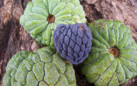 food Sugar Apple HD Desktop Wallpaper | Background Image