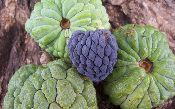 food Sugar Apple HD Desktop Wallpaper | Background Image