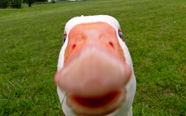 Animal duck HD Desktop Wallpaper | Background Image