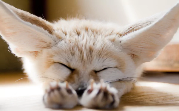 A sleeping fennec fox with large ears rests peacefully, captured in this HD desktop wallpaper, showcasing its adorable features and tranquil posture.