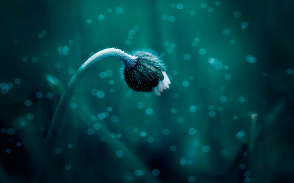 Photography Macro HD Wallpaper | Background Image