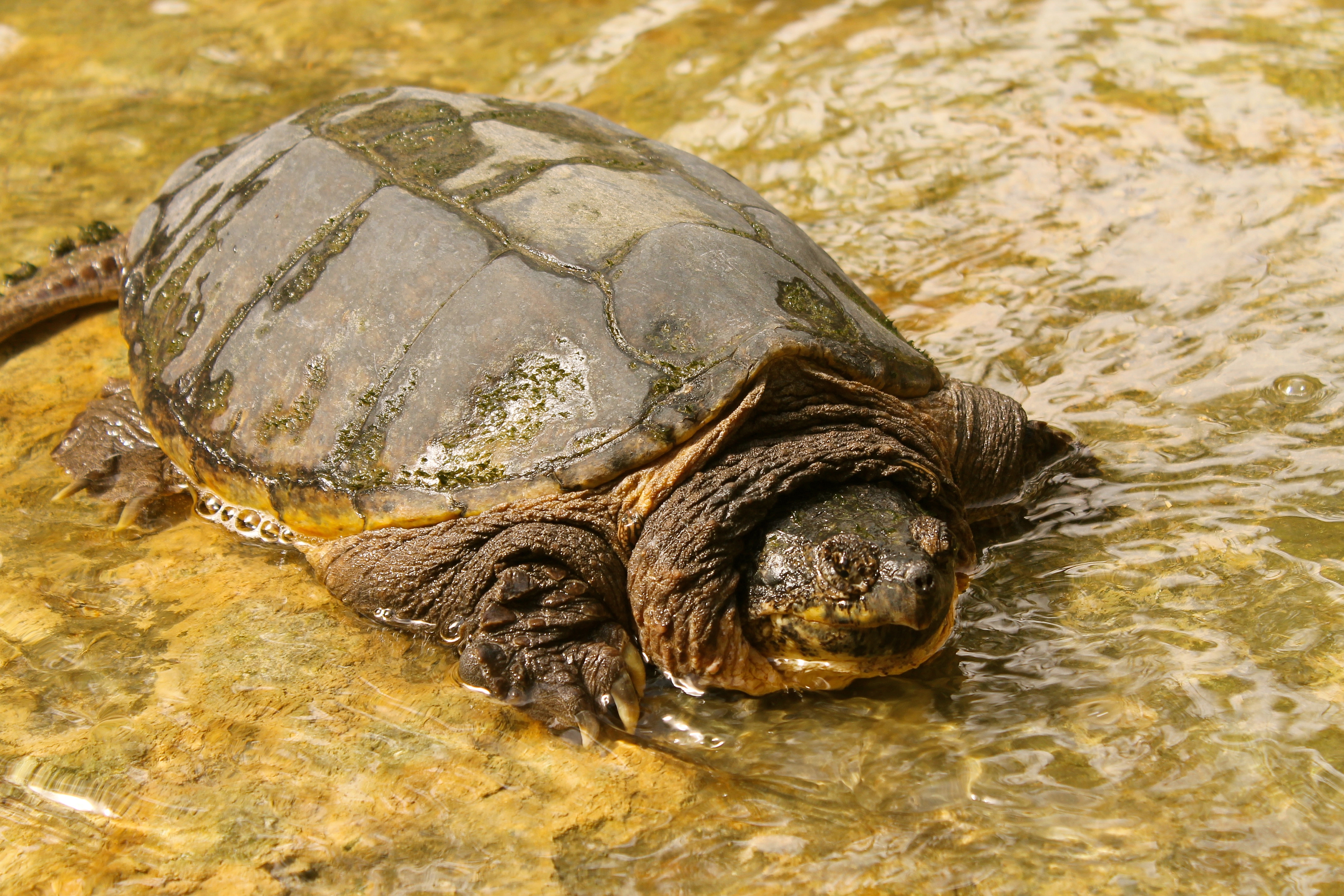 Animal Alligator Snapping Turtle HD Wallpaper | Background Image