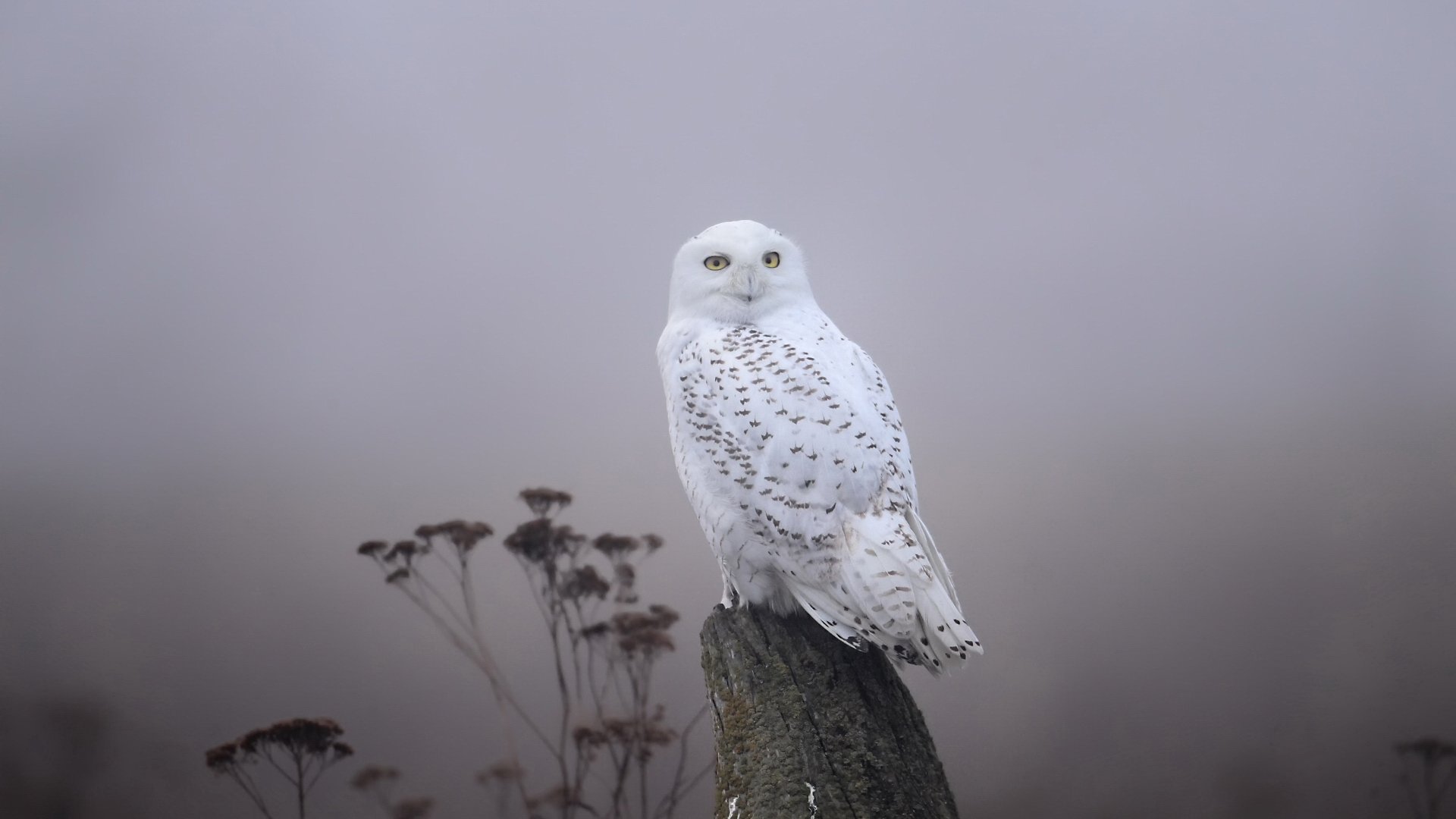 HD PC desktop wallpaper: snowy owl perched on a weathered stump against a soft, misty gray background.
