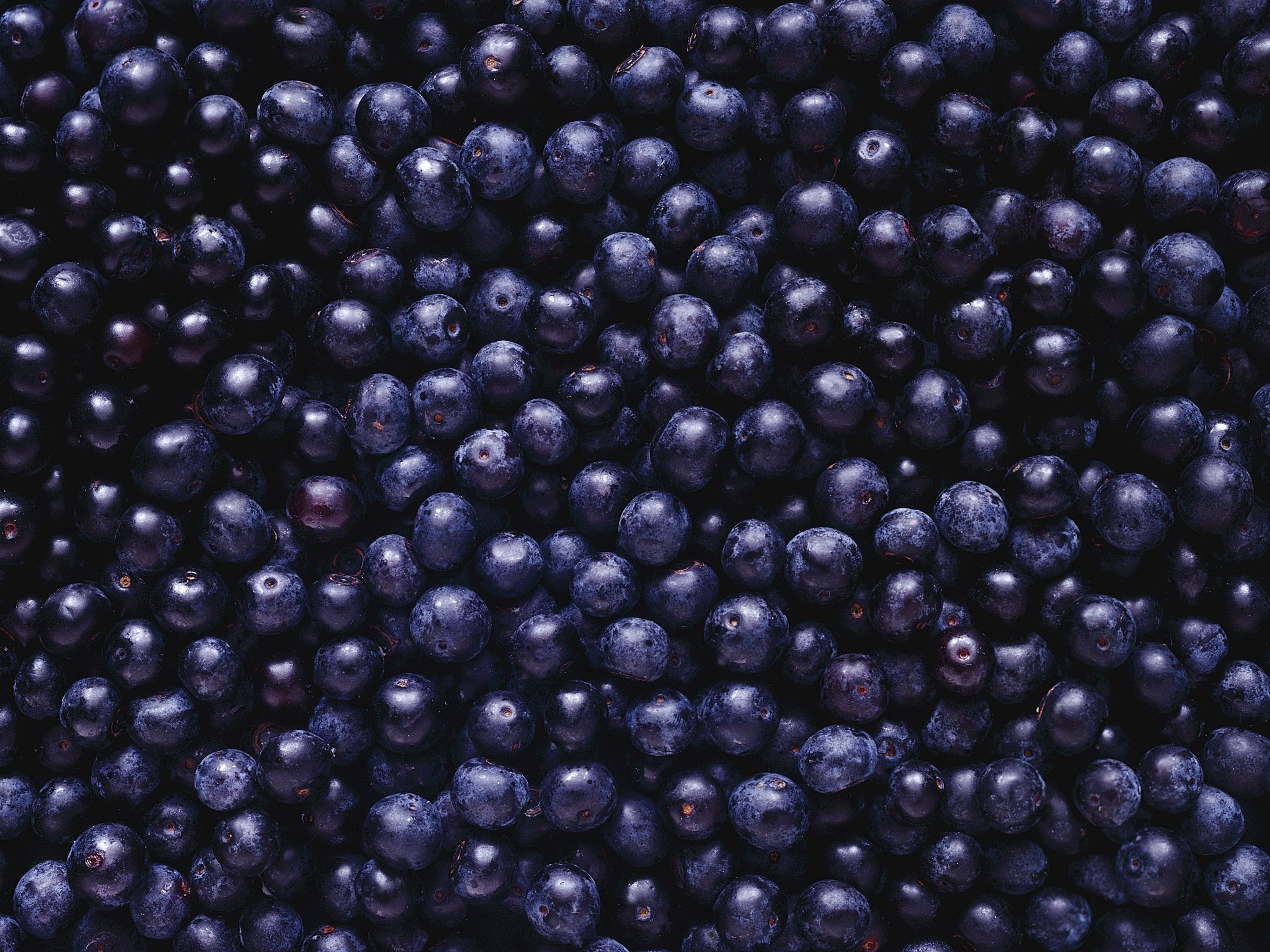 Download Food Blueberry HD Wallpaper