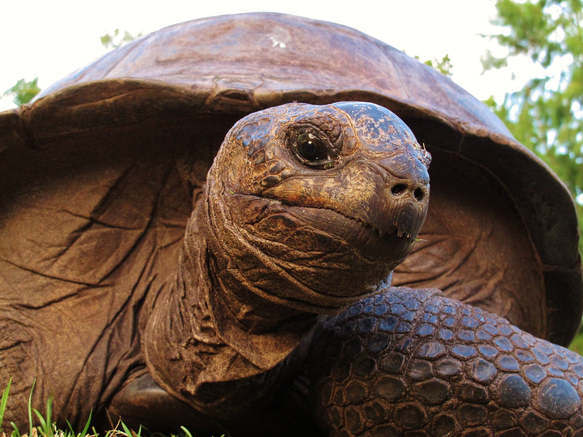 Download Tortoise Animal Aldabra Giant Tortoise HD Wallpaper