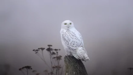 HD PC desktop wallpaper: snowy owl perched on a weathered stump against a soft, misty gray background.