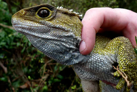 Animal tuatara HD Desktop Wallpaper | Background Image