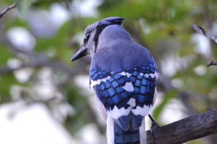 Animal blue jay HD Desktop Wallpaper | Background Image