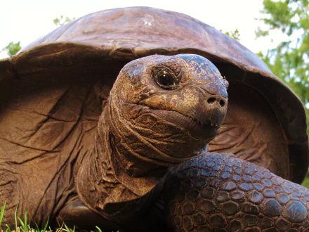 Close-up of an Aldabra giant tortoise with textured skin and shell, captured in high definition as a PC desktop wallpaper and background.