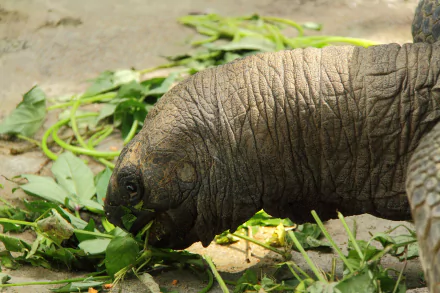 Animal tortoise HD Desktop Wallpaper | Background Image
