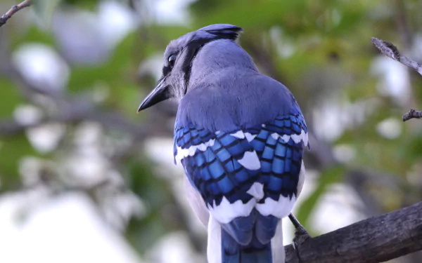 Animal blue jay HD Desktop Wallpaper | Background Image