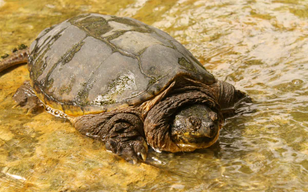 Alligator Snapping Turtle 4k Wallpapers