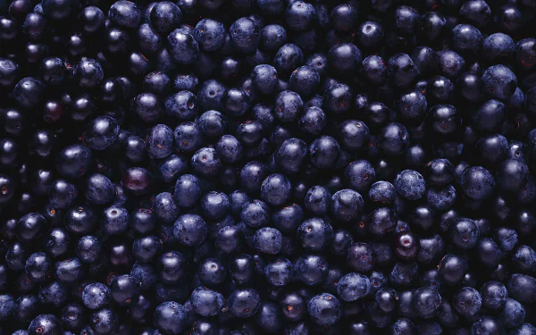 food blueberry HD Desktop Wallpaper | Background Image