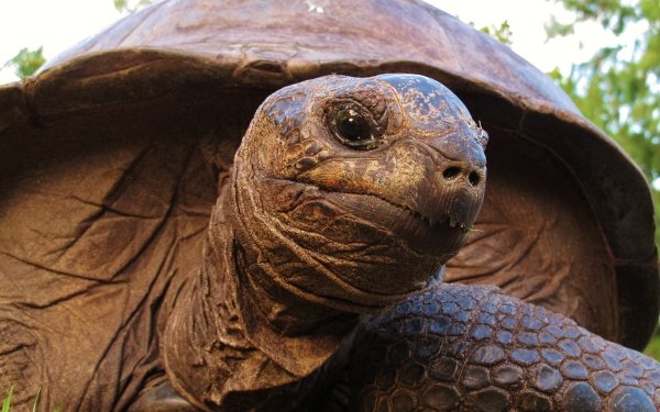 Animal Aldabra Giant Tortoise Reptiles Tortoise HD Wallpaper | Background Image