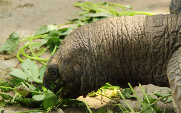 Animal tortoise HD Desktop Wallpaper | Background Image