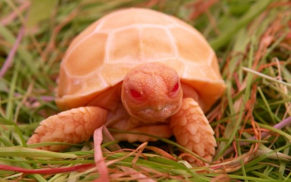 Animal Sulcata Tortoise Turtles HD Wallpaper | Background Image