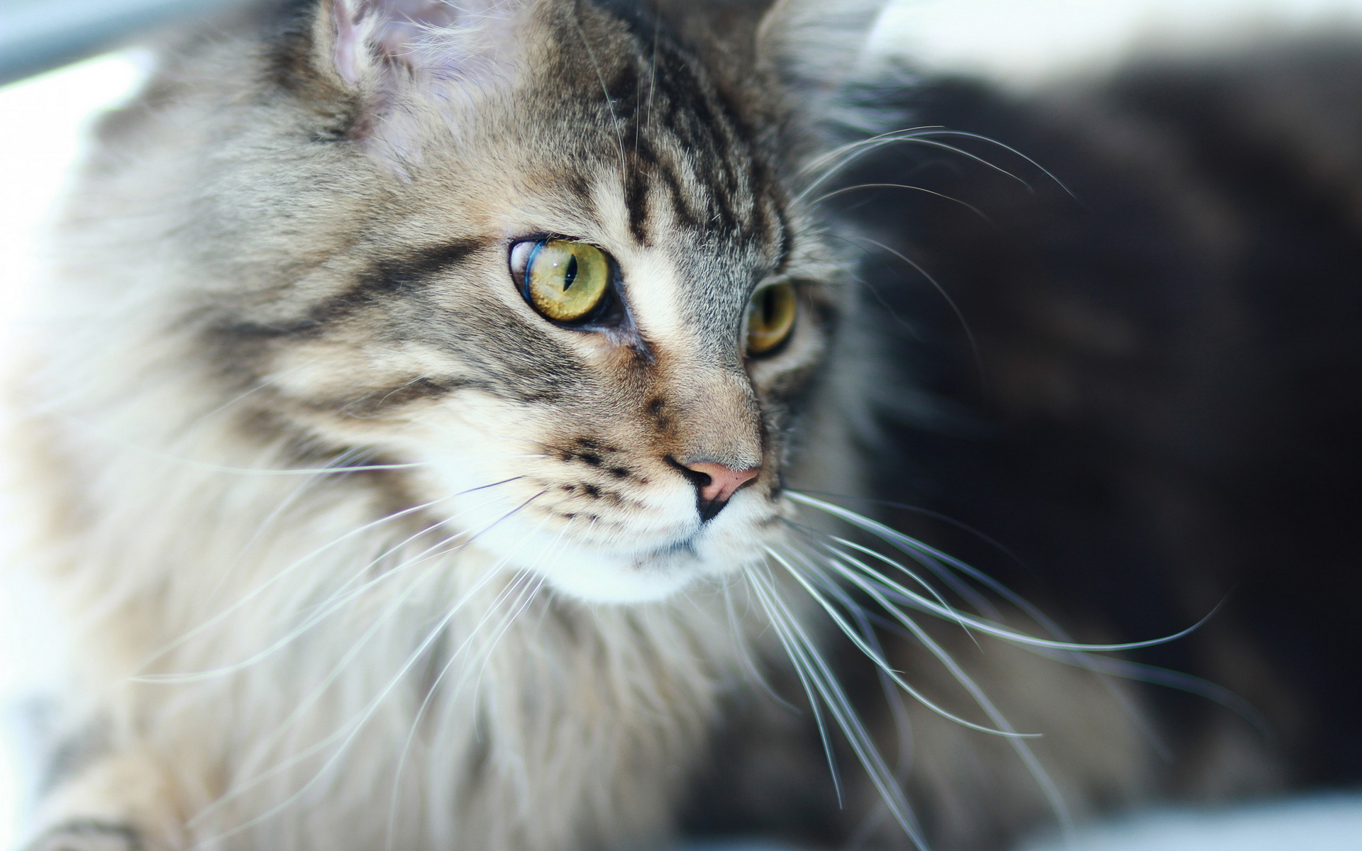 Katze HD Wallpaper Hintergrund 1920x1200 ID565184 Wallpaper Abyss