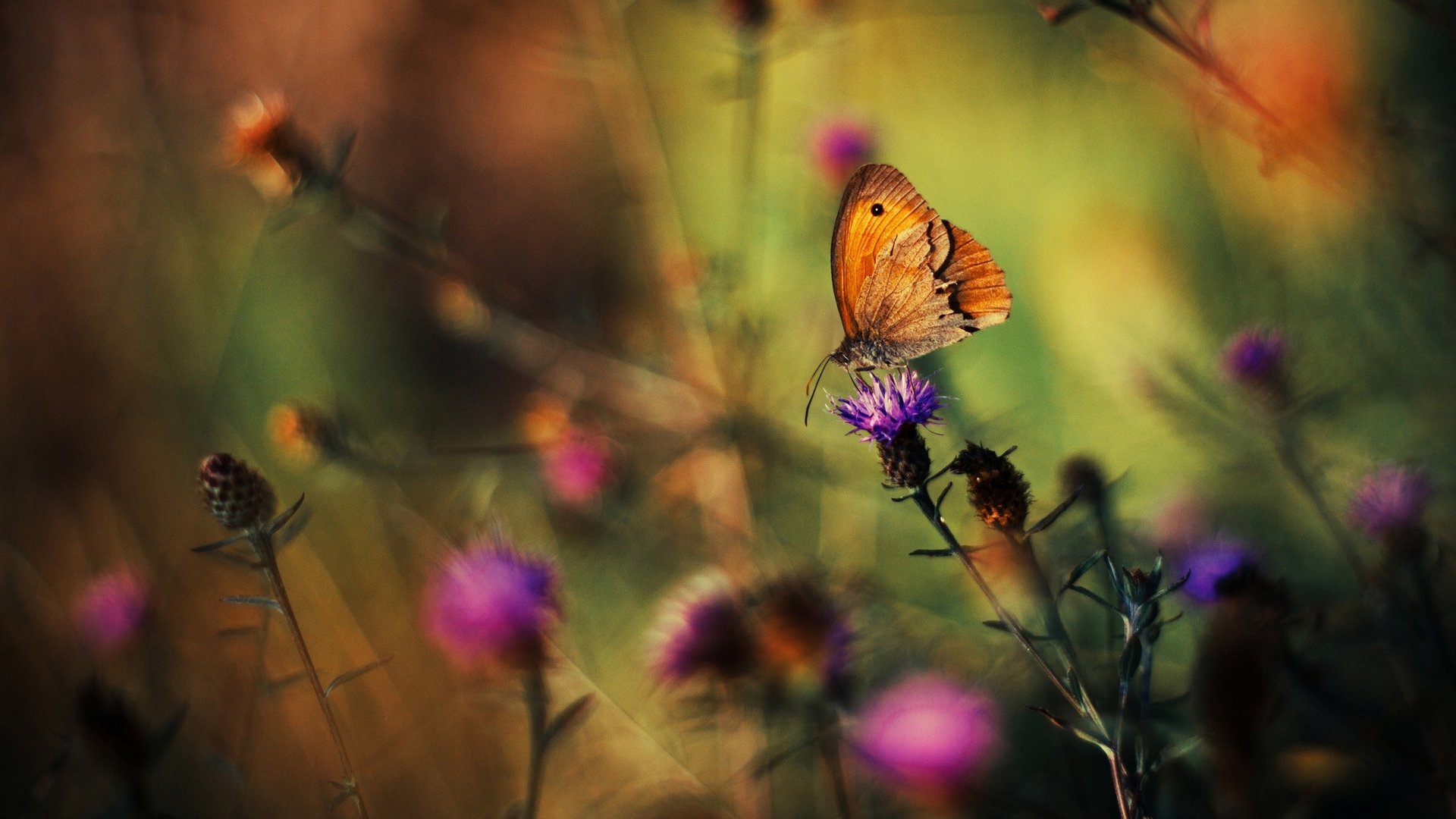 A vibrant butterfly rests on a purple flower, surrounded by soft-focus greenery and blossoms, creating a stunning HD desktop wallpaper that showcases nature's beauty.