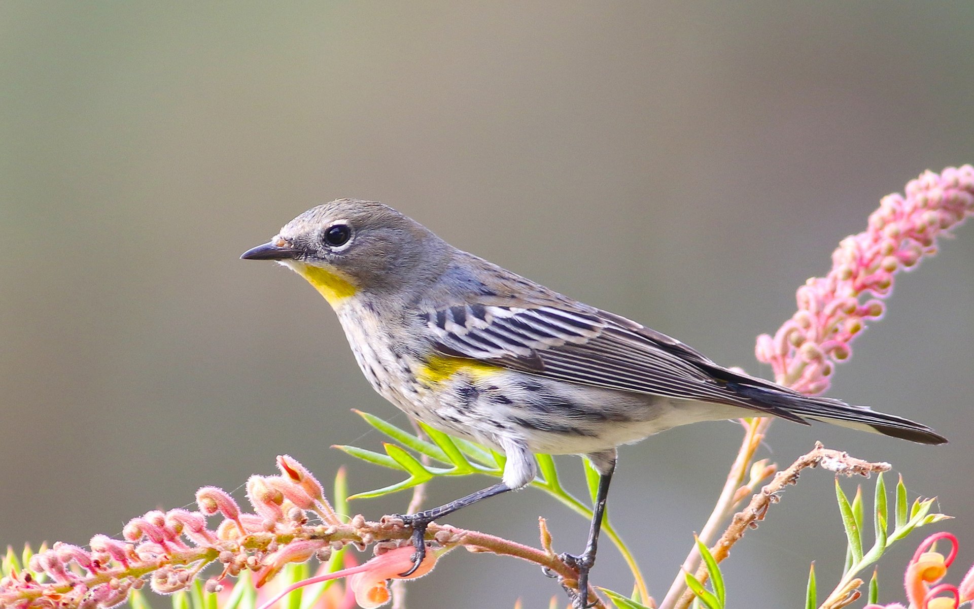 HD PC desktop wallpaper featuring a detailed close-up of a small bird perched on colorful flowering branches against a soft, blurred background.