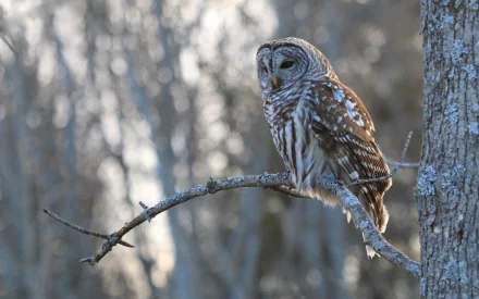 HD PC desktop wallpaper: barred owl (bird, animal) perched on a branch with a blurred woodland background.