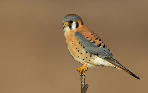 bird Animal American Kestrel HD Desktop Wallpaper | Background Image