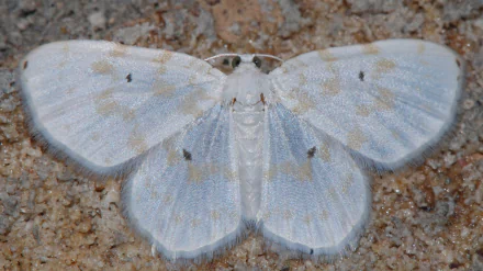 Animal moth HD Desktop Wallpaper | Background Image