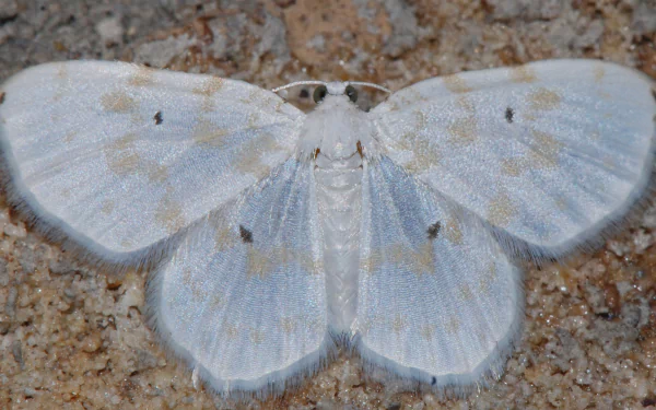 Animal moth HD Desktop Wallpaper | Background Image
