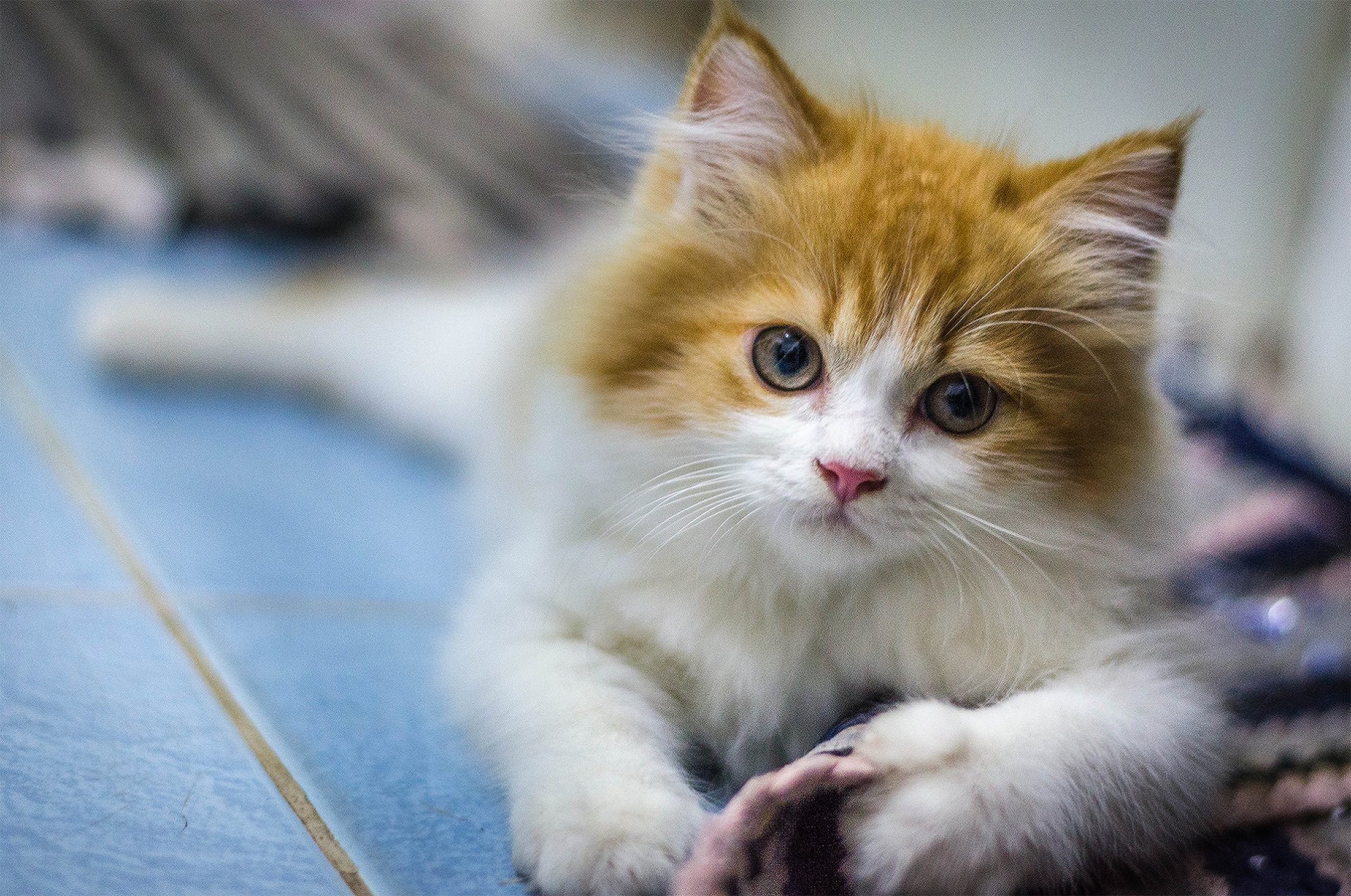 HD desktop wallpaper featuring a cute orange and white kitten with blue eyes lying on a tiled floor, showcasing a charming and adorable cat in a calm setting.