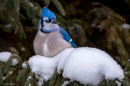 A blue jay perched on a snow-covered branch, surrounded by a serene winter landscape, making for a stunning HD desktop wallpaper and background.
