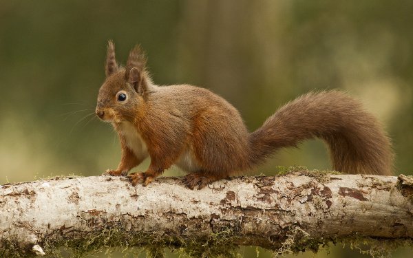 Animal Squirrel Branch HD Wallpaper | Background Image