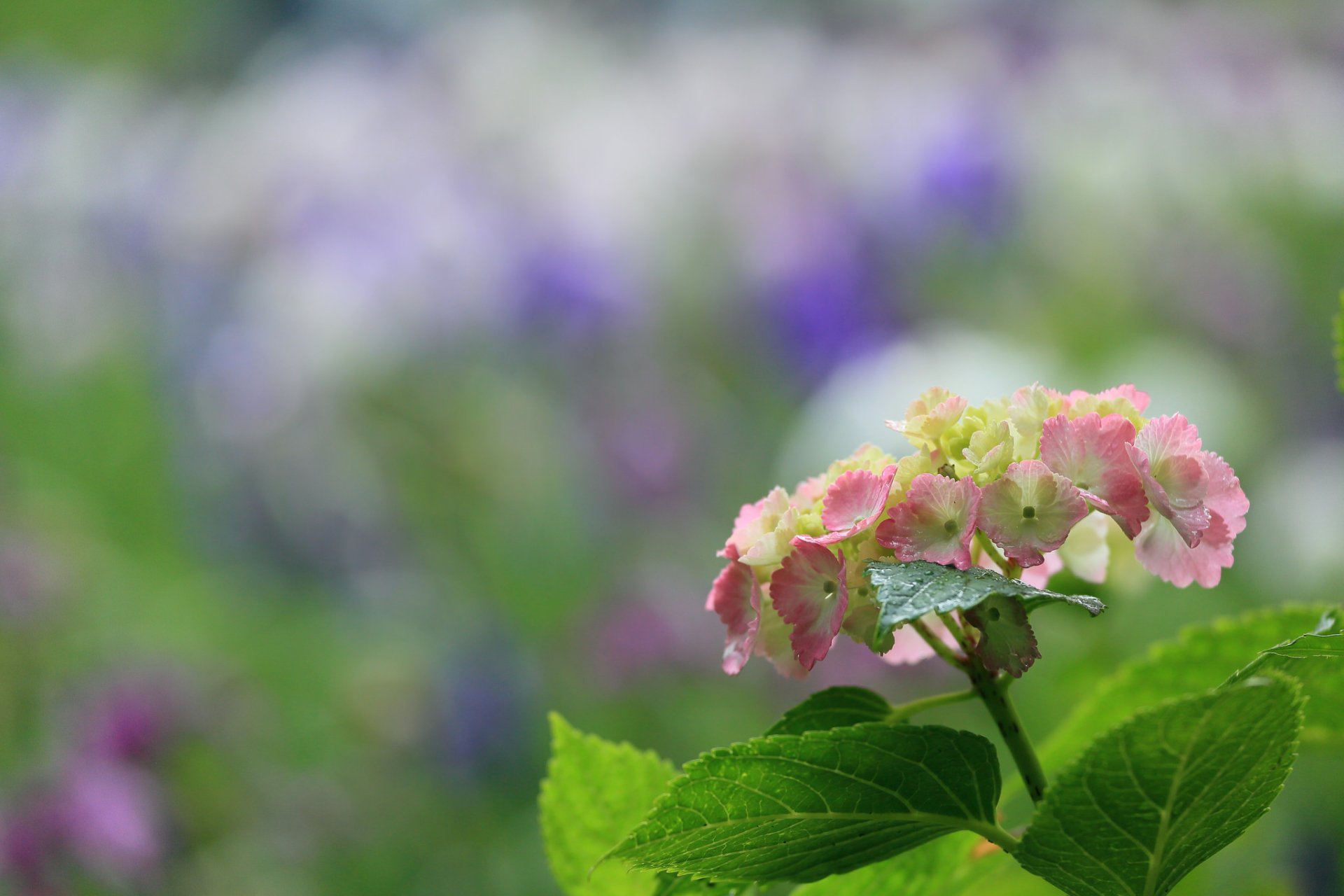 Download Nature Hydrangea HD Wallpaper