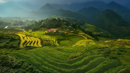Vietnam man made rice terrace HD Desktop Wallpaper | Background Image