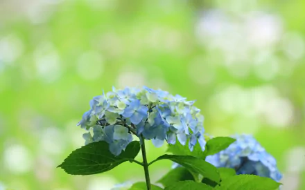 nature hydrangea HD Desktop Wallpaper | Background Image