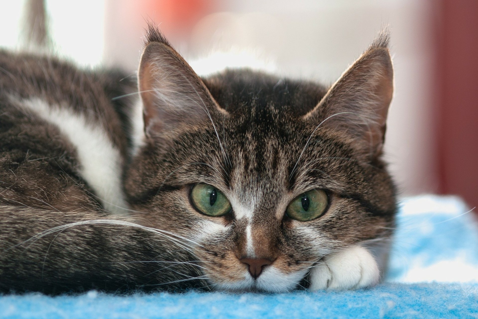 A close-up of a cat resting on a soft blue surface, showcasing its striking green eyes and prominent whiskers. This HD image makes an engaging desktop wallpaper.