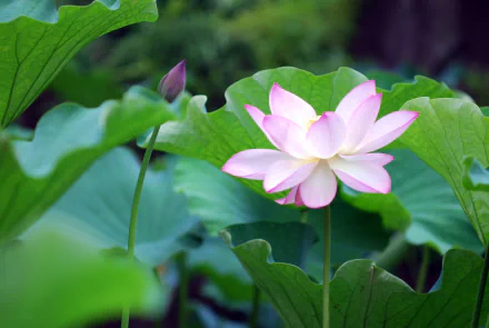 A serene lotus flower blossoms among lush green leaves, captured in stunning 4K Ultra HD, showcasing the beauty of nature.