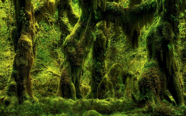 Nature Forest Tree Moss HD Wallpaper | Background Image
