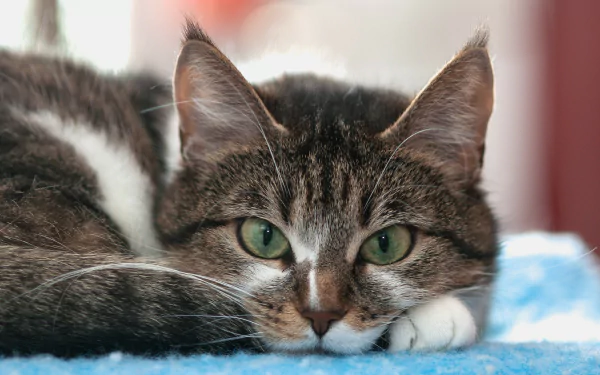 A close-up of a cat resting on a soft blue surface, showcasing its striking green eyes and prominent whiskers. This HD image makes an engaging desktop wallpaper.