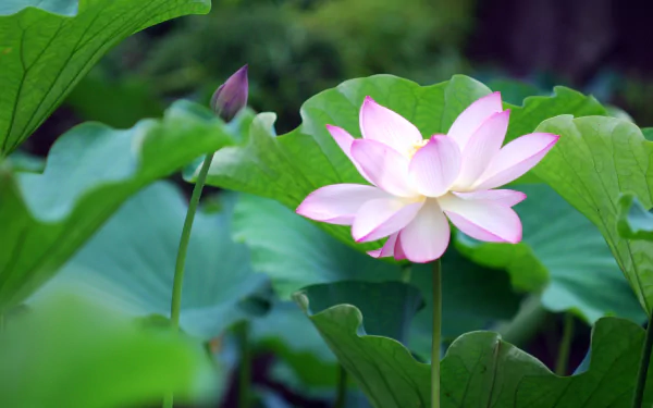 A serene lotus flower blossoms among lush green leaves, captured in stunning 4K Ultra HD, showcasing the beauty of nature.